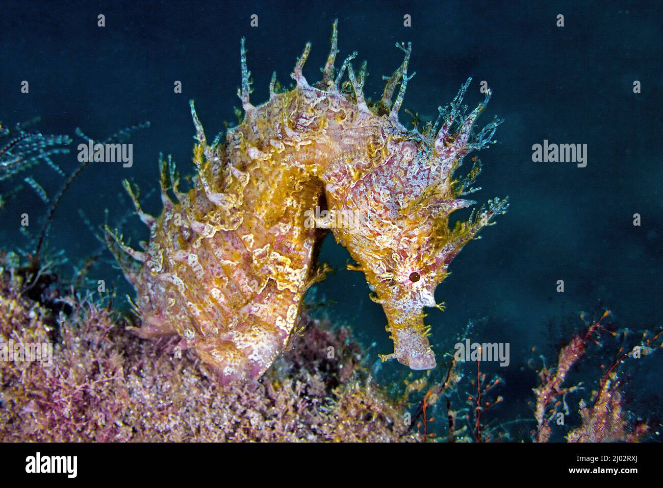 Lined seahorse (Hippocampus erectus), Florida, USA Stock Photo