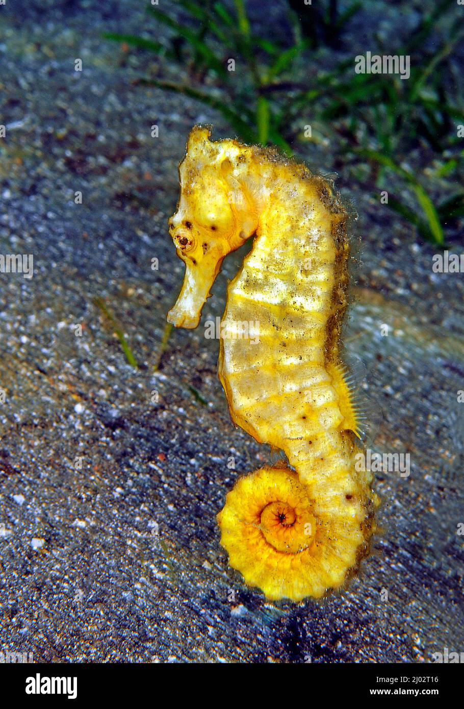 Estuary seahorse or Kuda seahorse (Hippocampus kuda), Bali, Indonesia Stock Photo