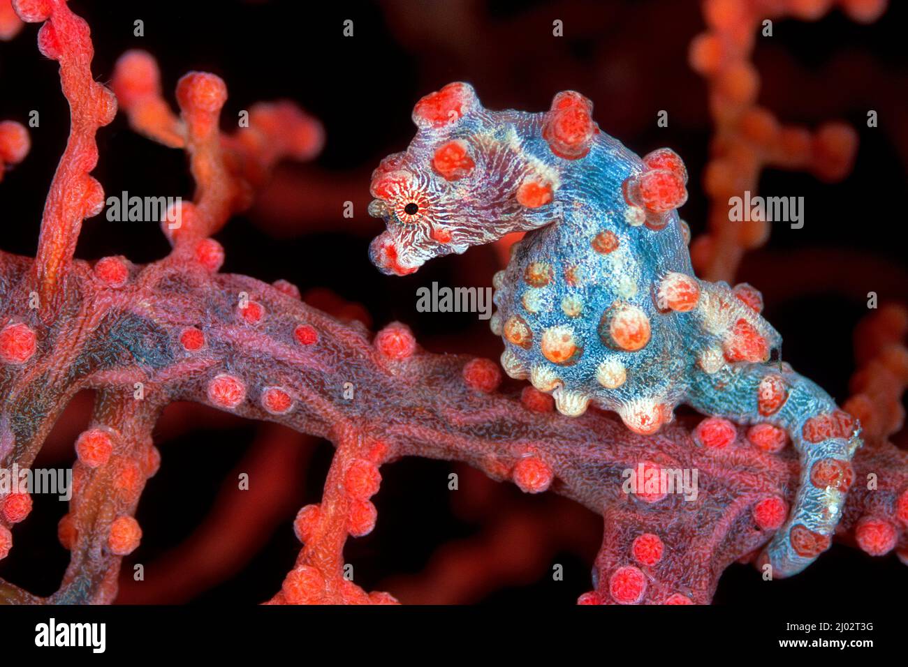 Pygmy seahorse (Hippocampus bargibanti) on seafan (Muricella paraplectana), Port Moresby, Papua New Guinea Stock Photo