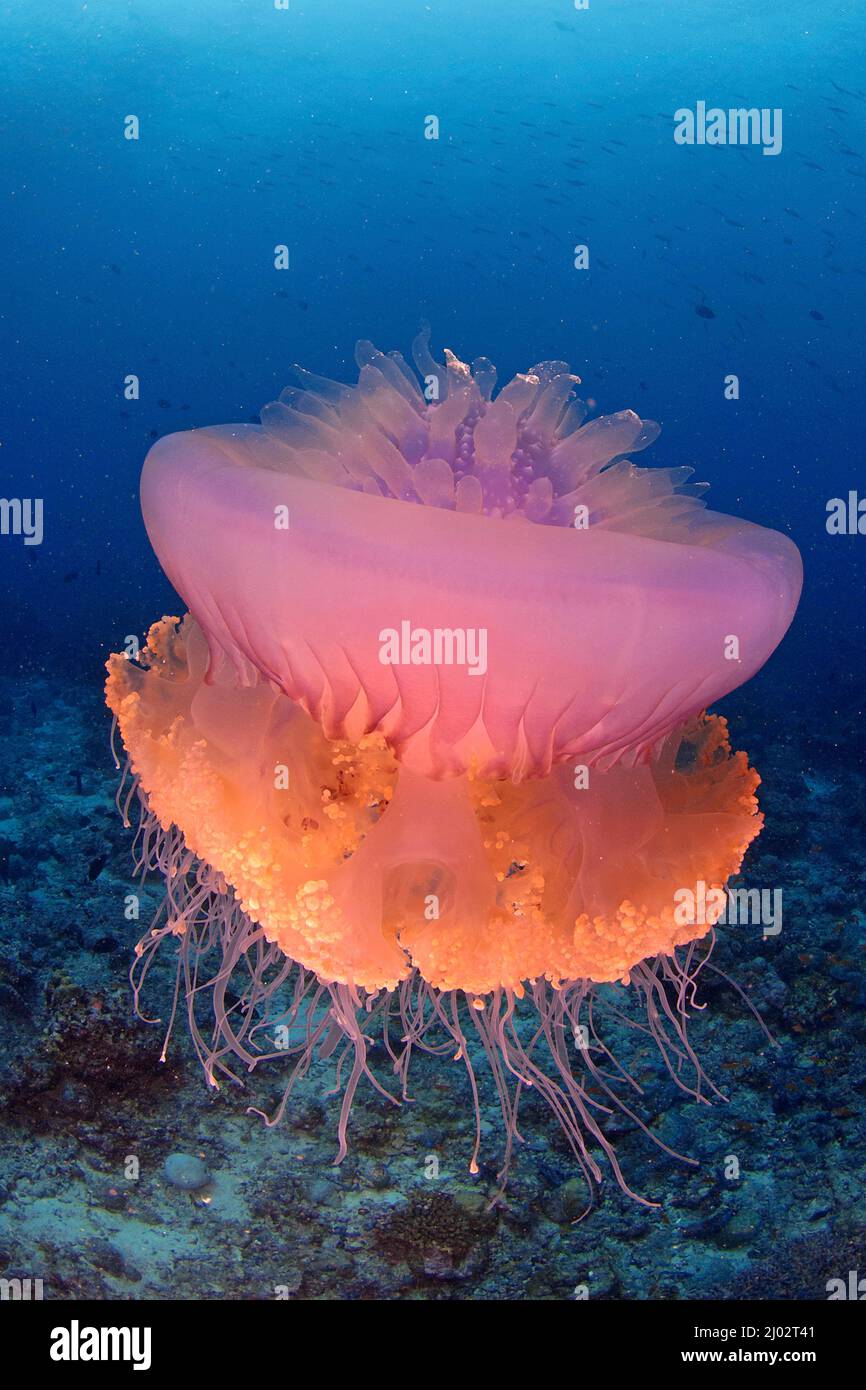 Cauliflower jellyfish or Barrel jellyfish (Netrostoma setouchina), Maldives islands, Indian ocean, Asia Stock Photo
