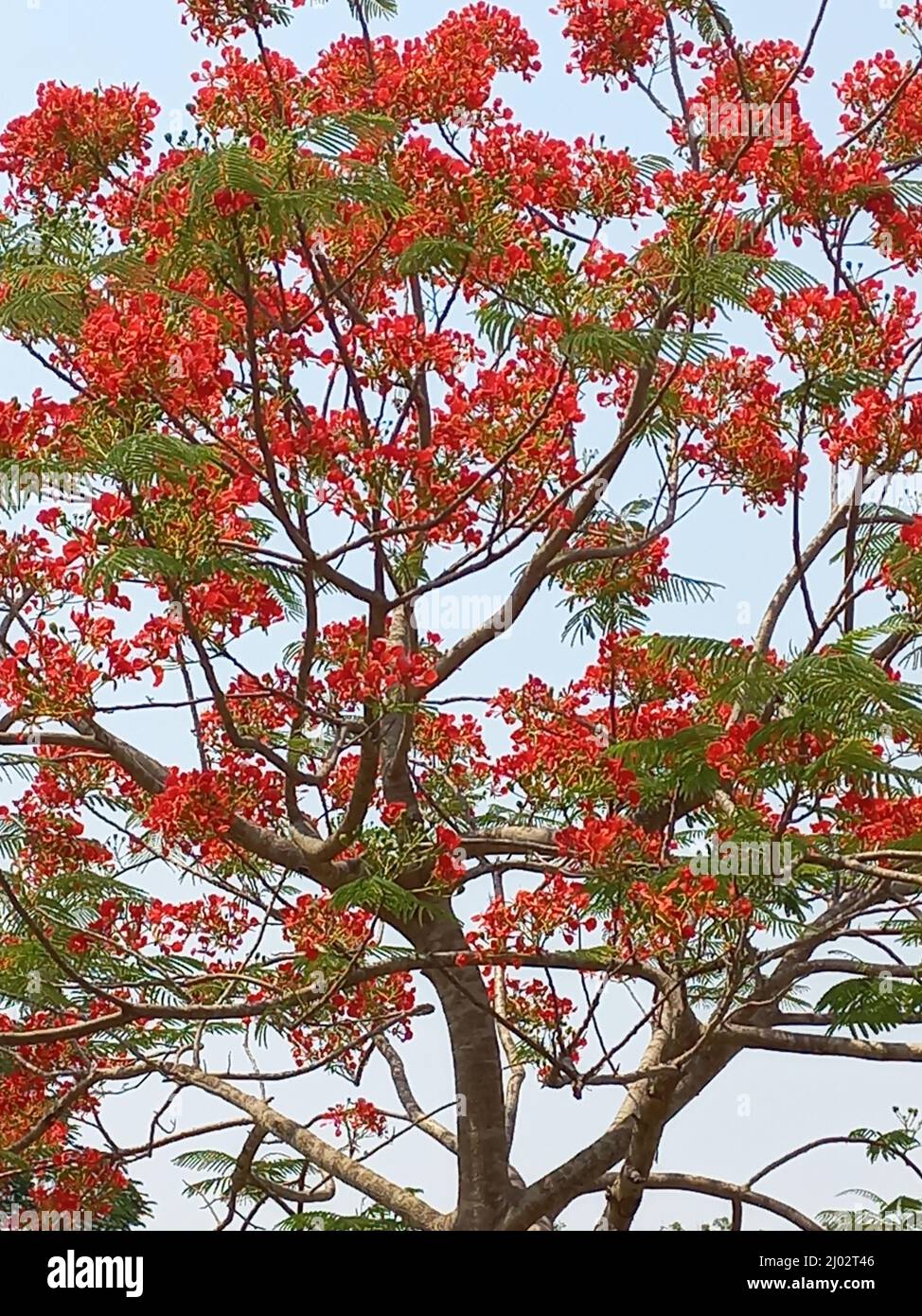 Krishnachura or Flame Tree or Gulmohar. Botanical name Delonix Regia
