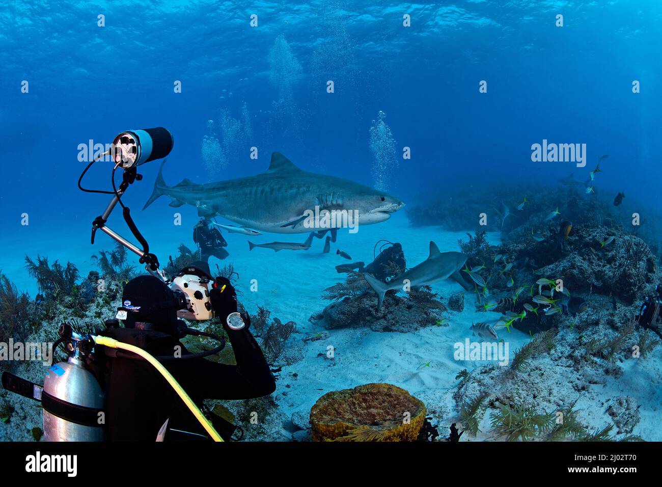 Scuba diver photographing a Tiger shark (Galeocerdo cuvier), Bahamas, Caribbean, Atlantic ocean Stock Photo