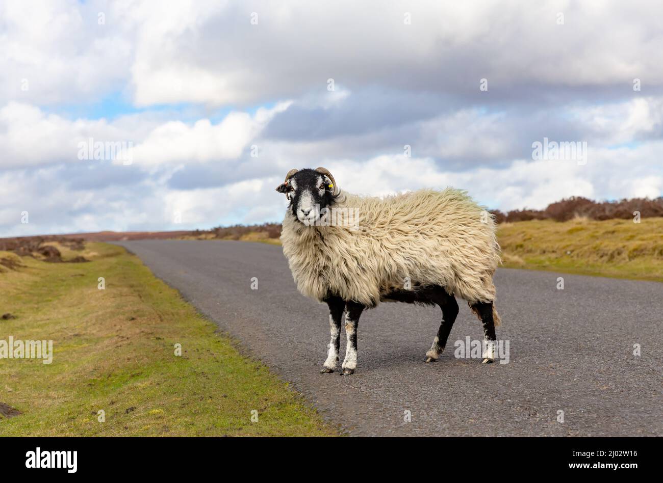 Close up of a  fine Swaledale ewe in early Springtime, stood on the single track road crossing Spaunton Moor in the North Yorkshire Moors National Par Stock Photo