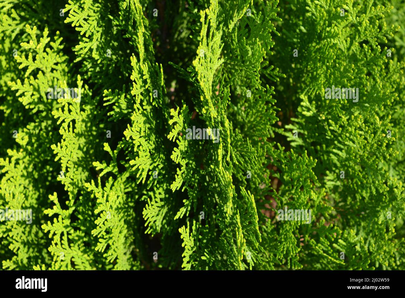 Beautiful bright green background, large thuja bushes, wide leaves and unusual branches. Stock Photo