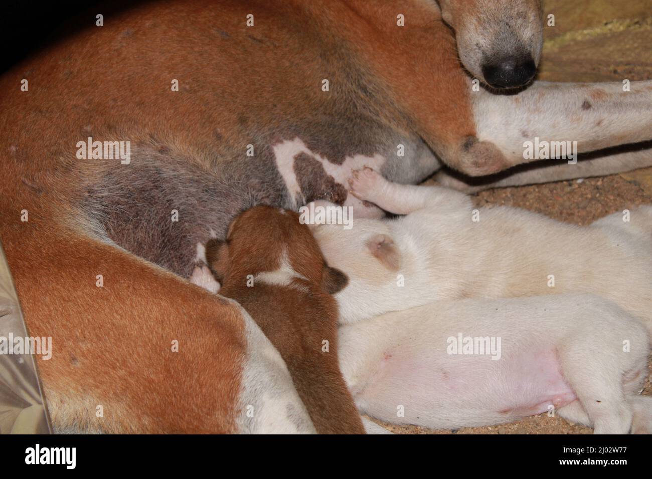 Puppies drinking milk from their mother. Stock Photo