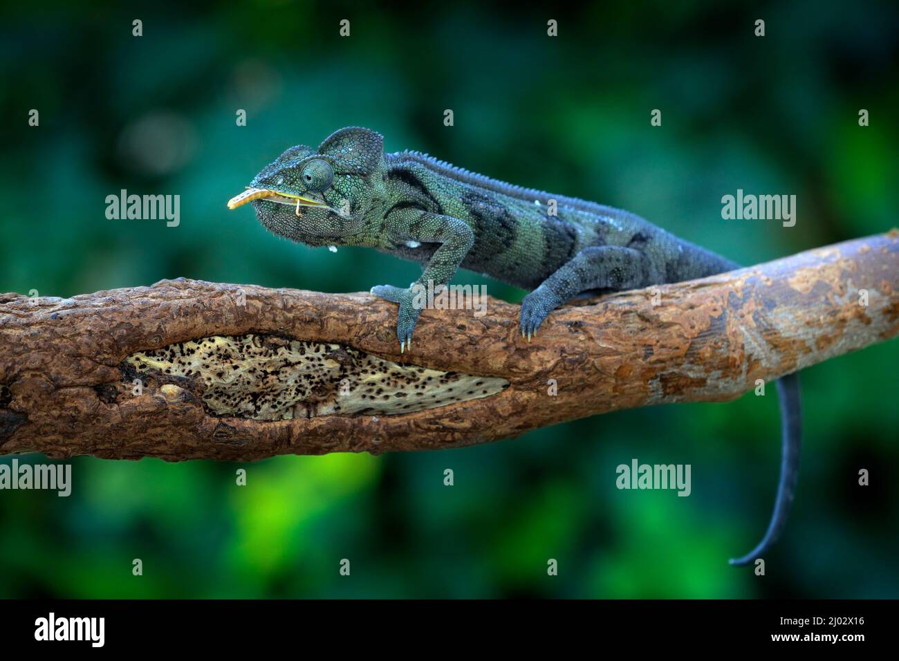 Chameleon hunting insect with long tongue. Exotic beautiful endemic