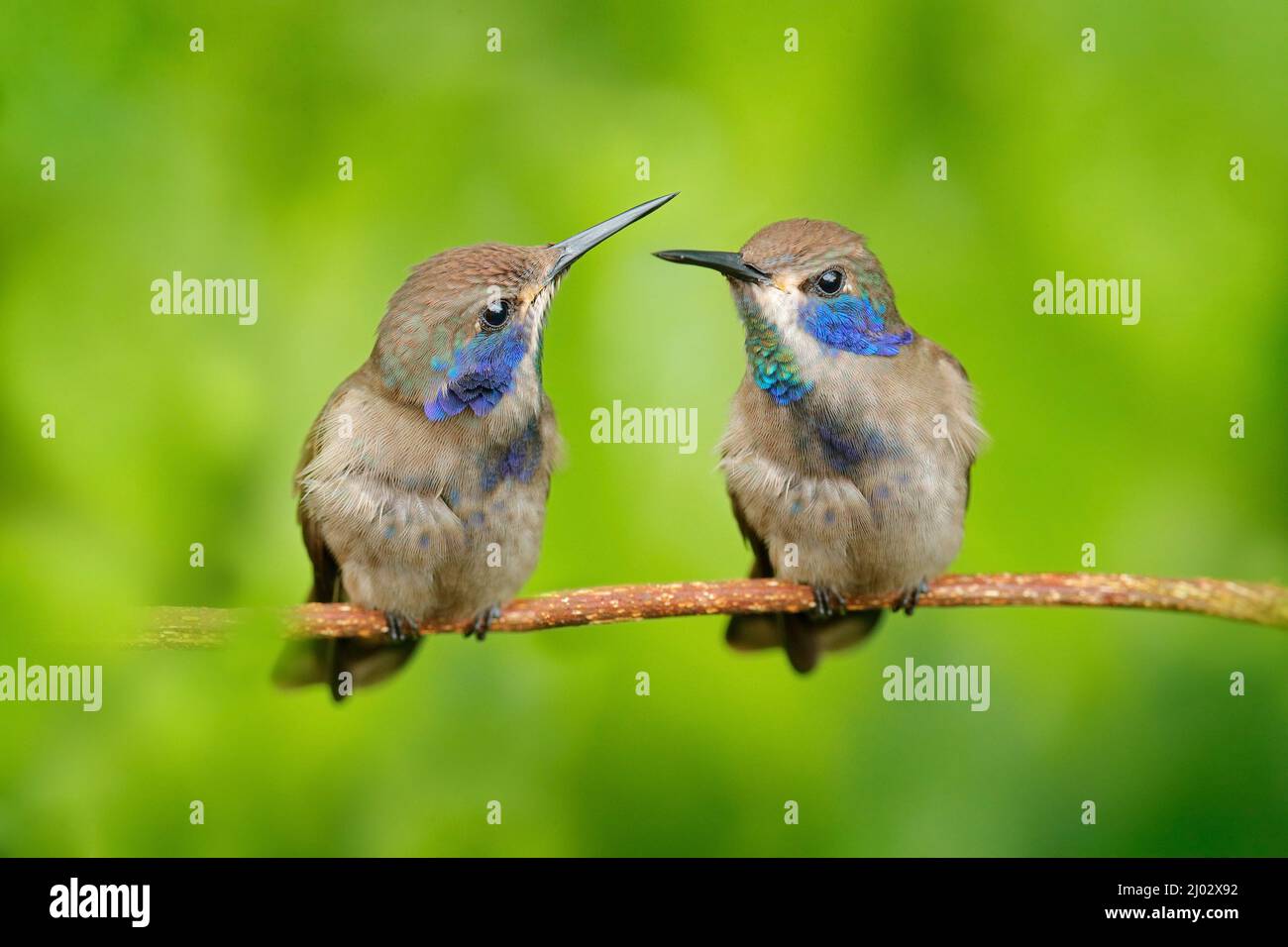 Tropic wildlife, two cute tinny birds. Bird with blue cheeks. Wildlife scene from Ecuador. Bird in nature. Hummingbirds Brown Violet-ear, sitting on t Stock Photo