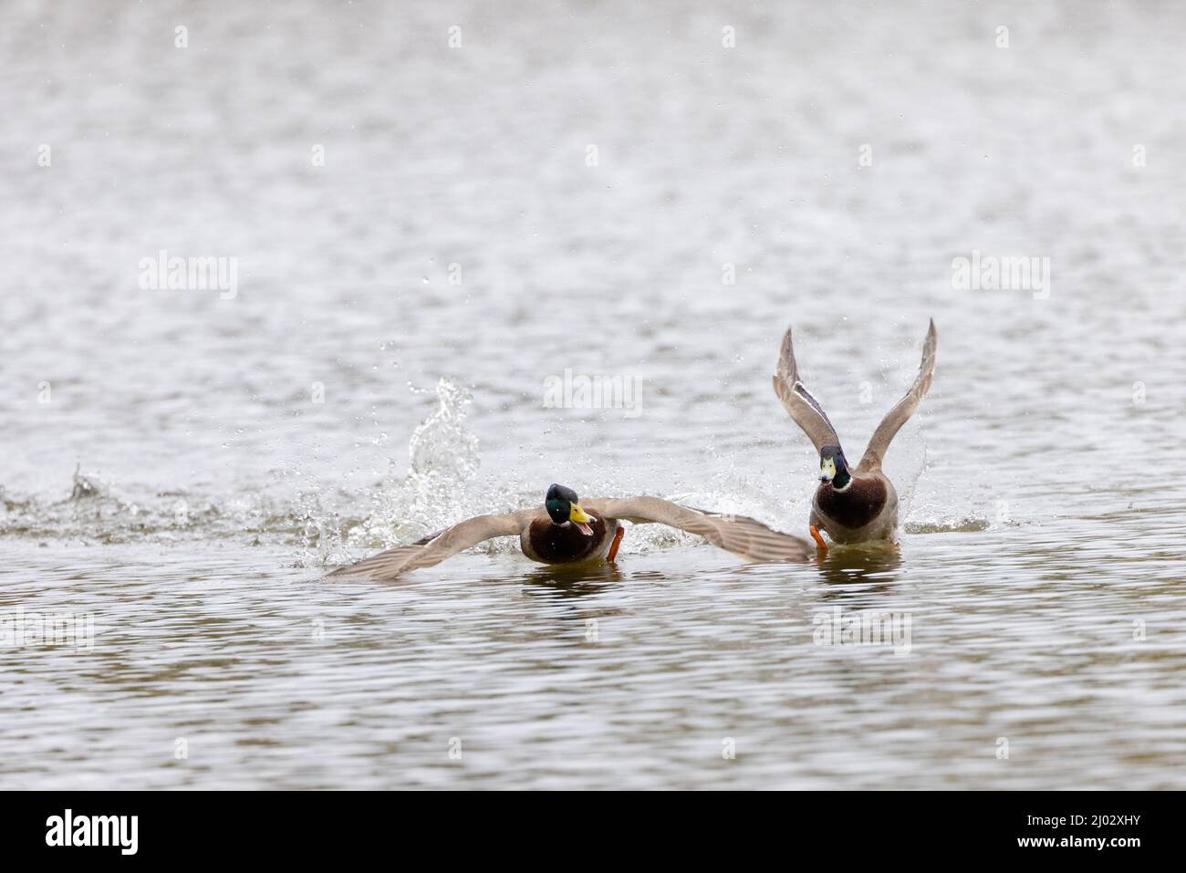 Two male Mallard ducks [ Anas platyrhynchos ] chasing each other on water with splashes Stock Photo