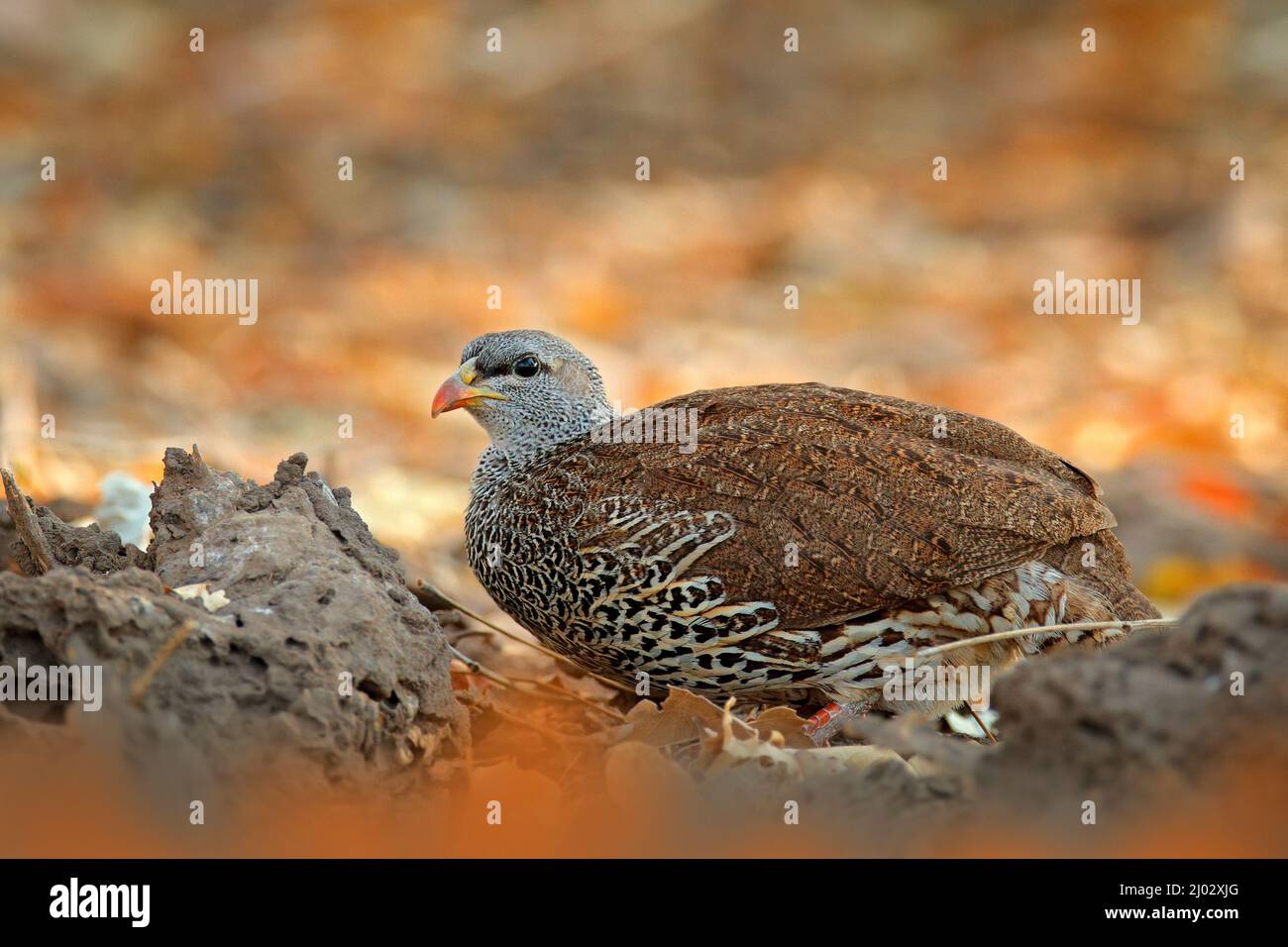 Natal spurfowl francolin, Pternistis natalensis, bird in the nature habitat, Mana Pools NP, Zimbabwe in Africa. Evening light with bird on the gravel Stock Photo