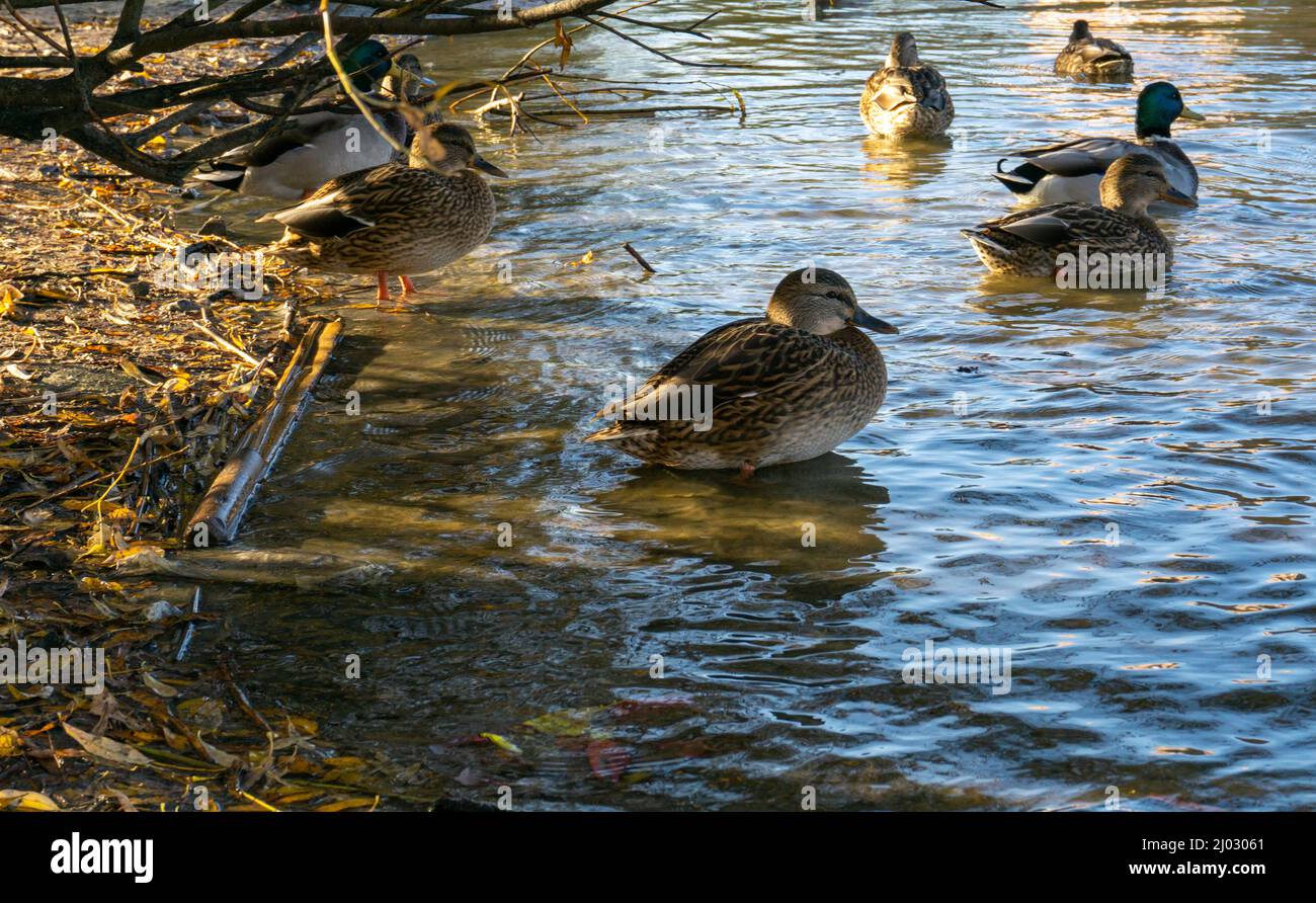 Wild ducks on the lake. Ducks, drakes sit, swim eat Stock Photo Alamy