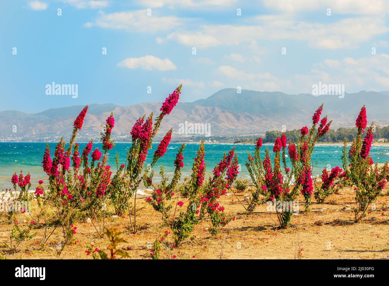 Red flowers on the sea coastline near Polis, Cyprus Stock Photo
