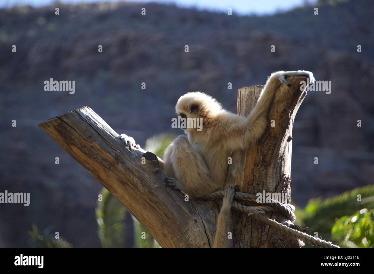 Monkey relaxing Stock Photo