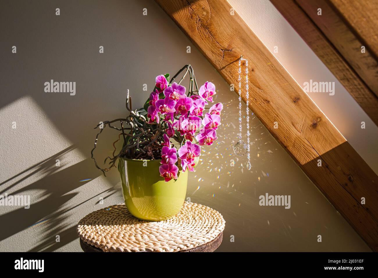 Beautiful lush pink blossom potted Orchid flower in home with round suncatcher hanging and casting light effect and rainbow reflection on sunny spring Stock Photo