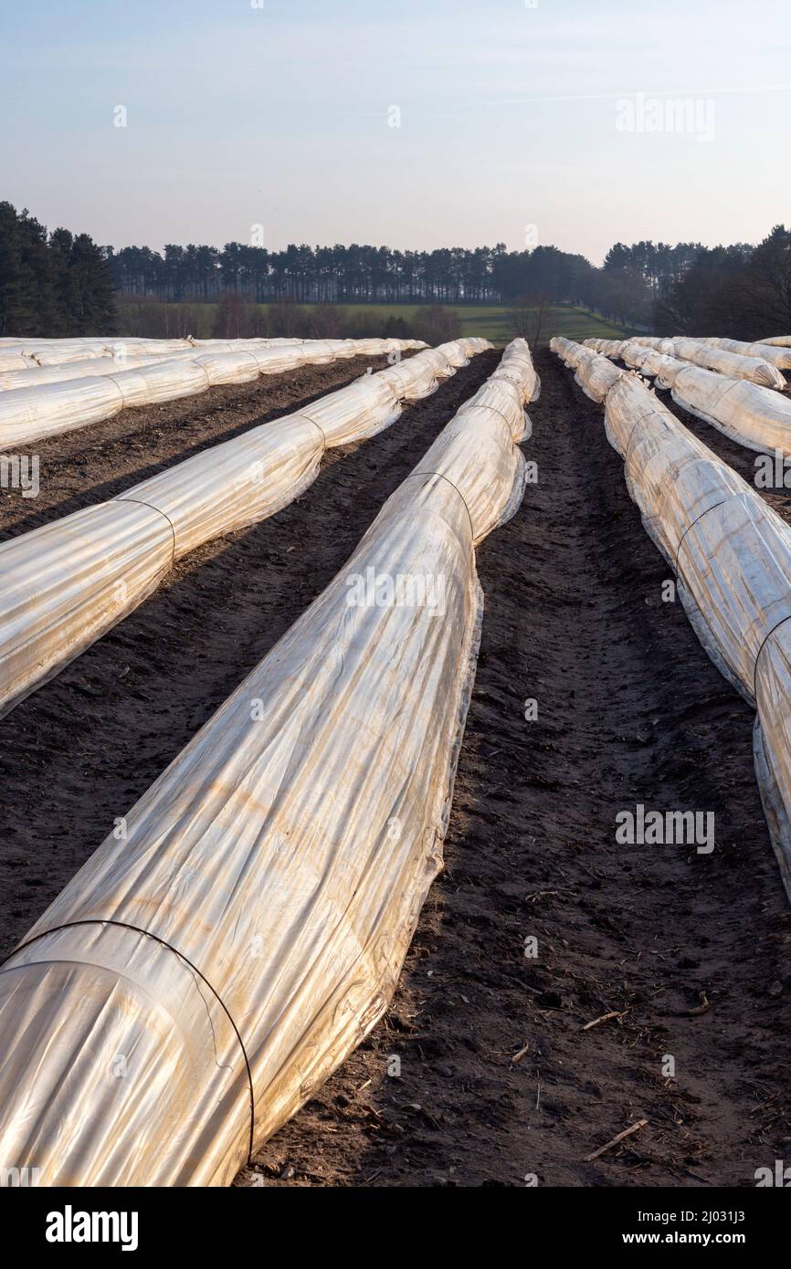 Polythene cloche polytunnels crop protection from frost running acros a