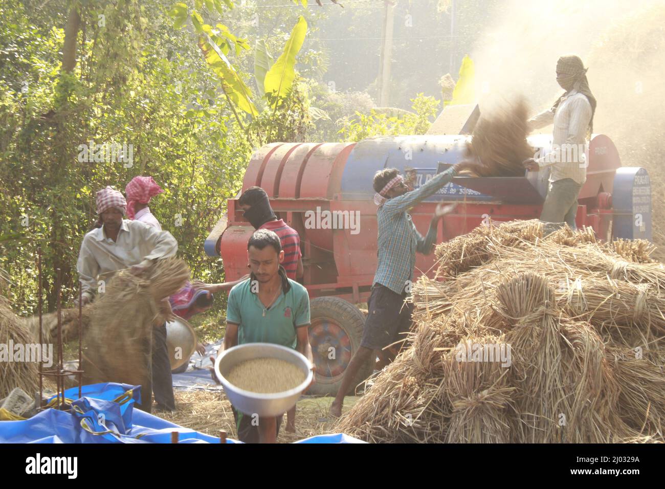 Bhadrak, Odisha, India, 07 January 2020 Labourers feed manually