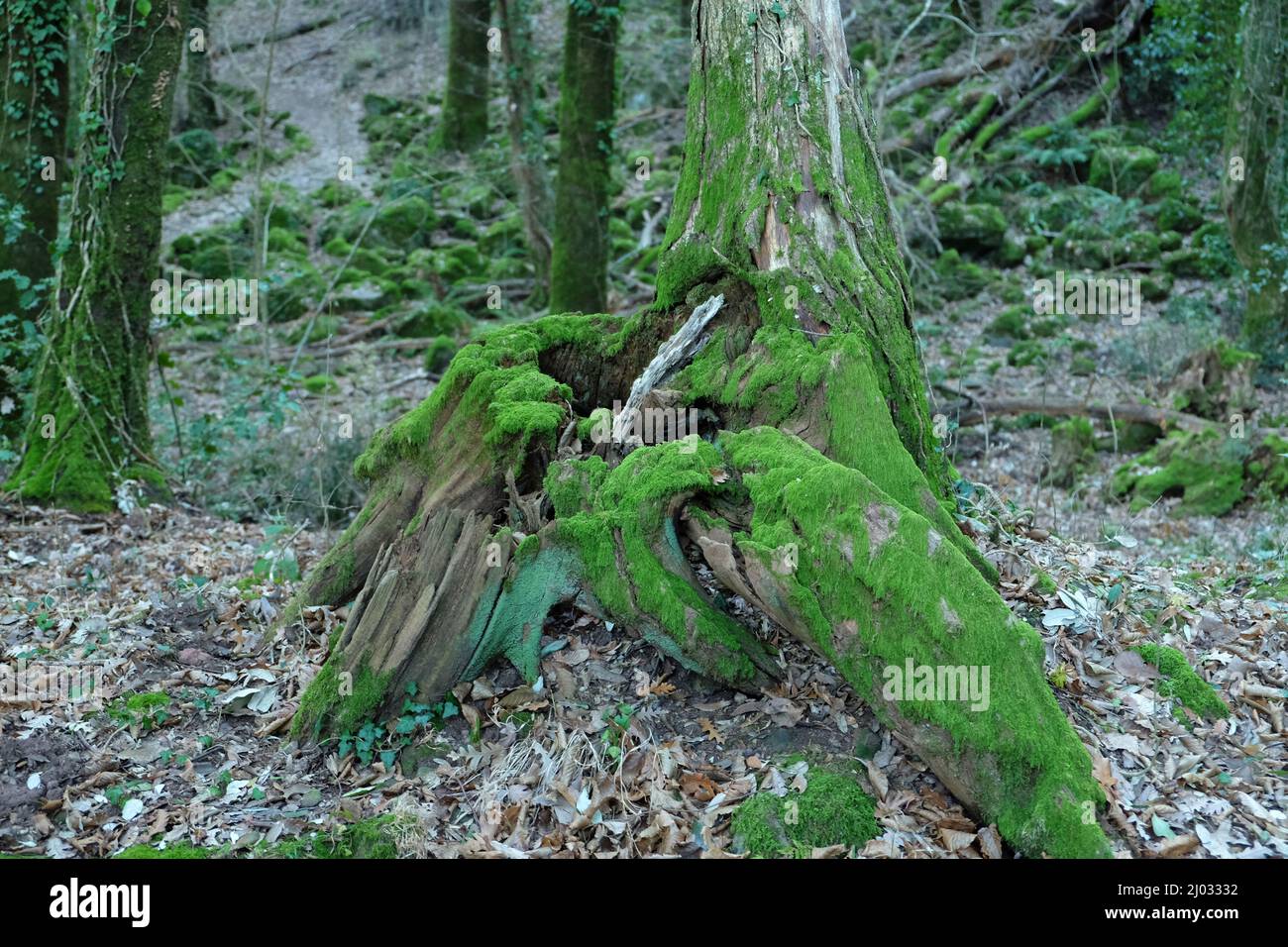 Root of a tree with green moss inside the forest Stock Photo