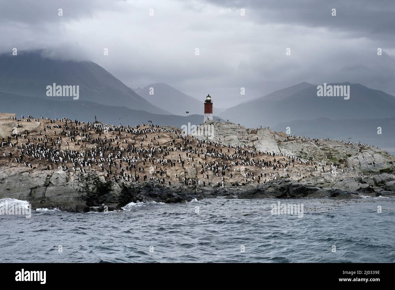 King Cormorants at Beagle Channel islands on a rock with a lighthouse in Patagonia, near Ushuaia, Argentina Stock Photo