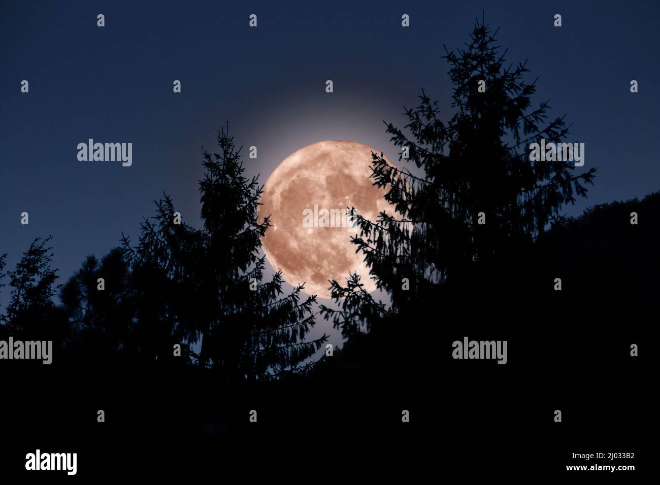 Halloween background. Red moon with silhouette of firs Stock Photo
