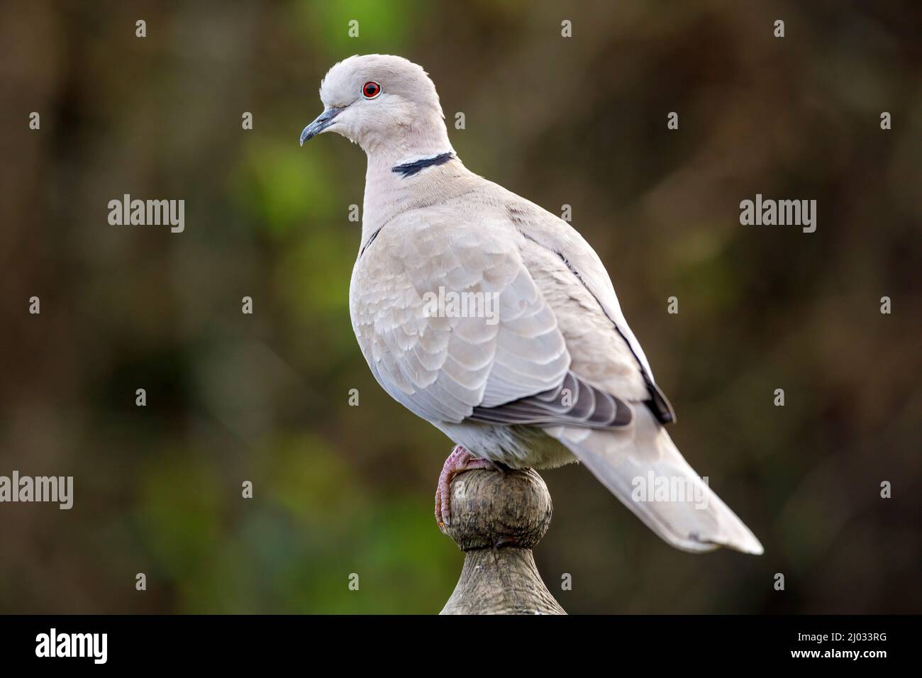 Collared dove (Streptopelia decaocto) perched in a UK garden Stock Photo