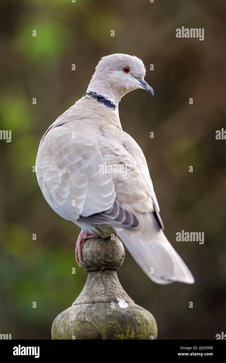 Collared dove (Streptopelia decaocto) perched in a UK garden Stock Photo