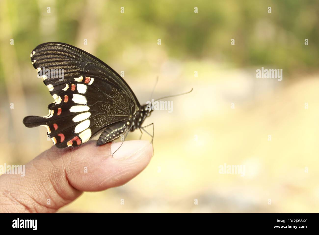 Butterfly on the hand. In motion concept isolated, Copy Space Stock Photo