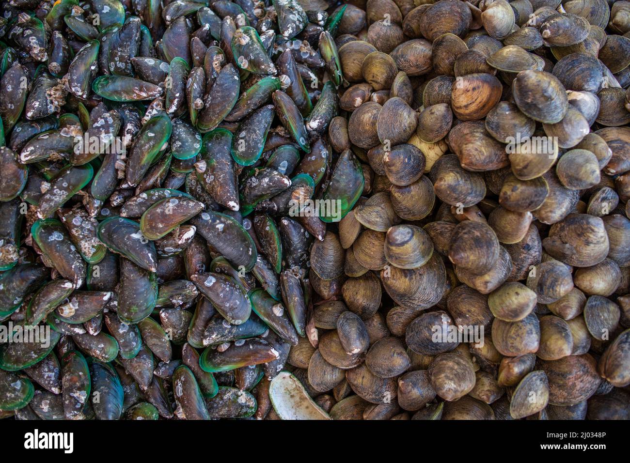 Mussles (L) and clams are displayed for sale at a market in Kampung Bakar Batu in Johor on March 5, 2022. Stock Photo