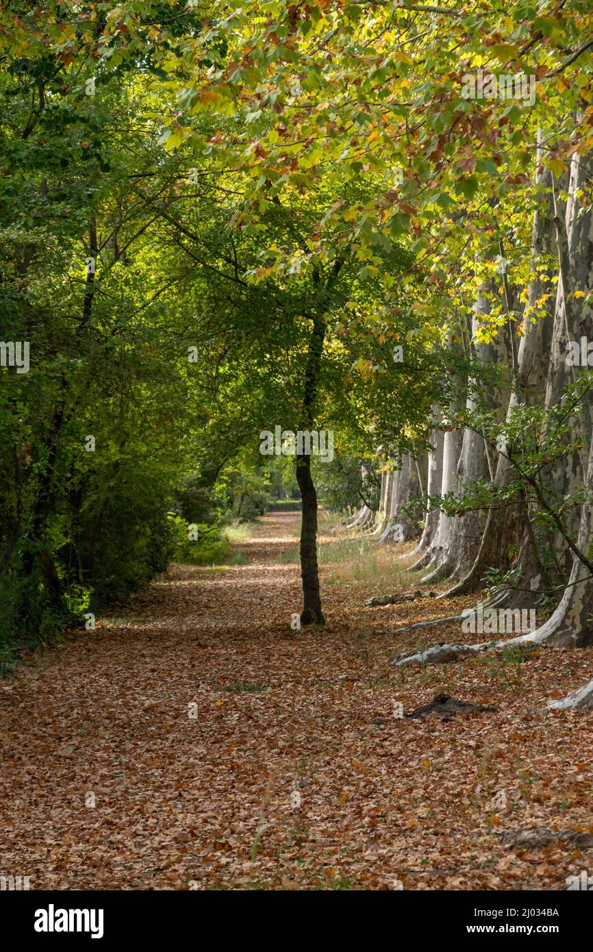 Beautiful vertical view forest hi-res stock photography and images - Alamy