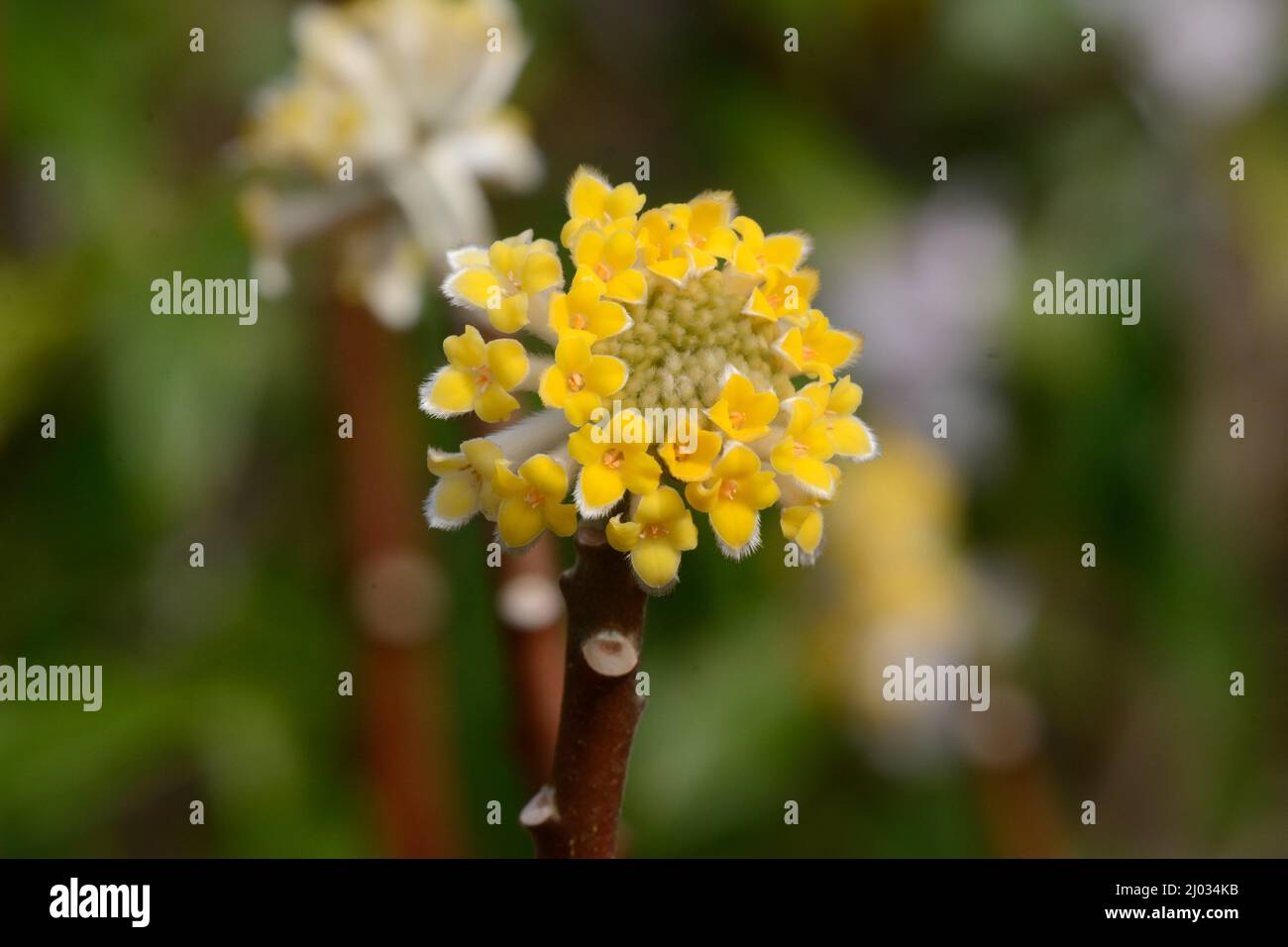 Fragrant yellow flower of the Edgeworthia chrysantha shrub Paperbush Stock Photo