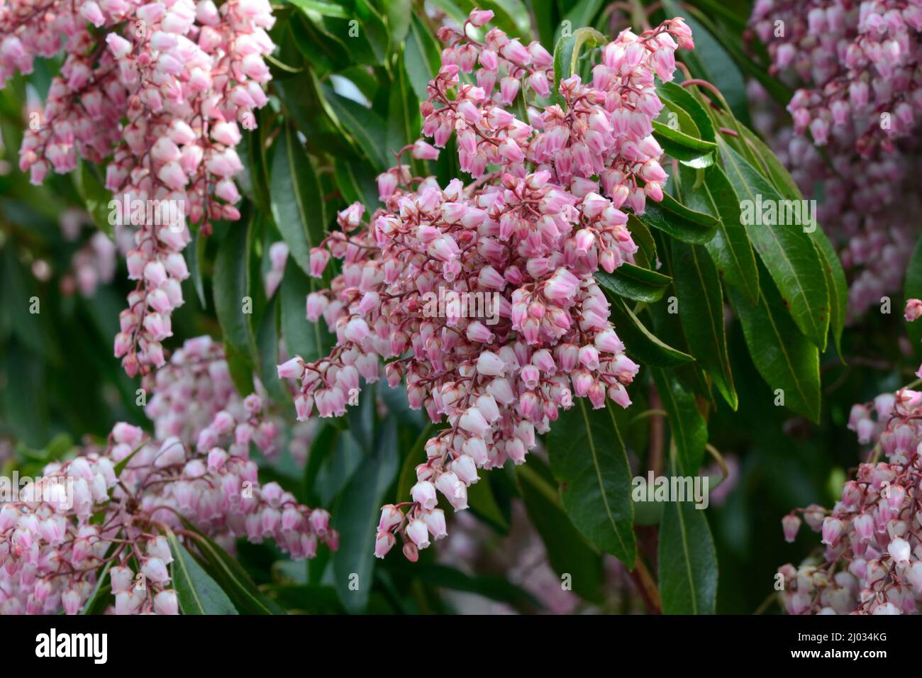 Pieris japonica Pink delight large drooping panicles of pink flowers Stock Photo