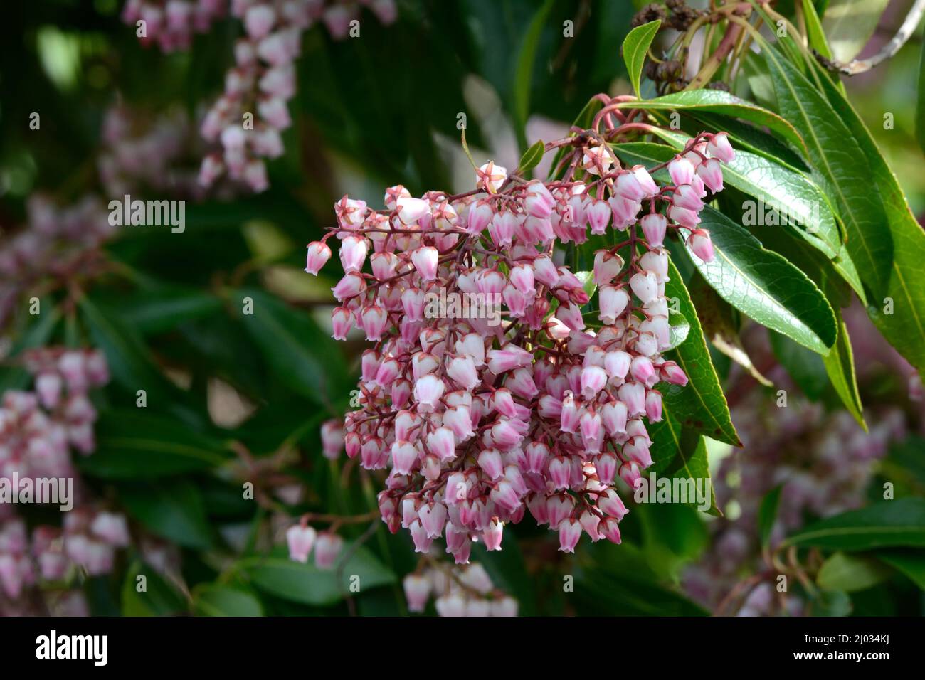 Pieris japonica Pink delight large drooping panicles of pink flowers Stock Photo