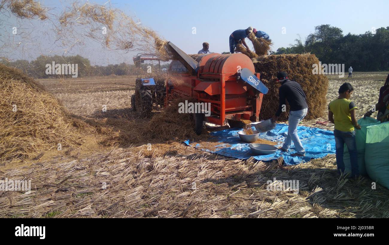 13 January 2020, Indian farmers or Farm workers harvesting rice using Tractor mounted paddy thrashing, harvesting machine or mechanical rice thresher. Stock Photo