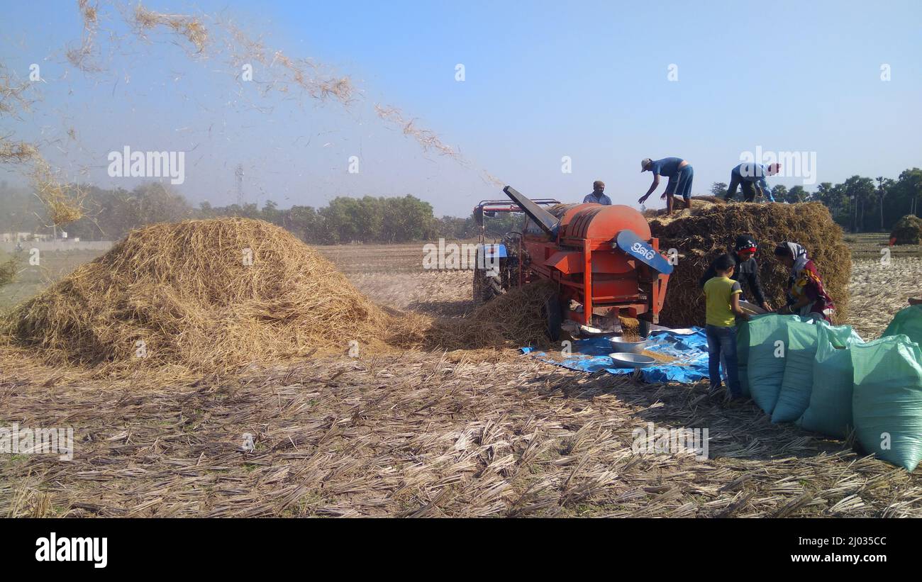 13 January 2020, Indian farmers or Farm workers harvesting rice using Tractor mounted paddy thrashing, harvesting machine or mechanical rice thresher. Stock Photo