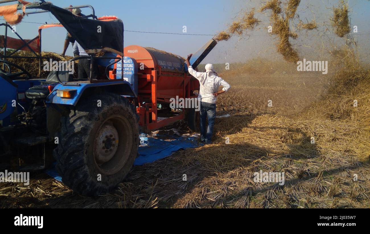 13 January 2020, Indian farmers or Farm workers harvesting rice using Tractor mounted paddy thrashing, harvesting machine or mechanical rice thresher. Stock Photo