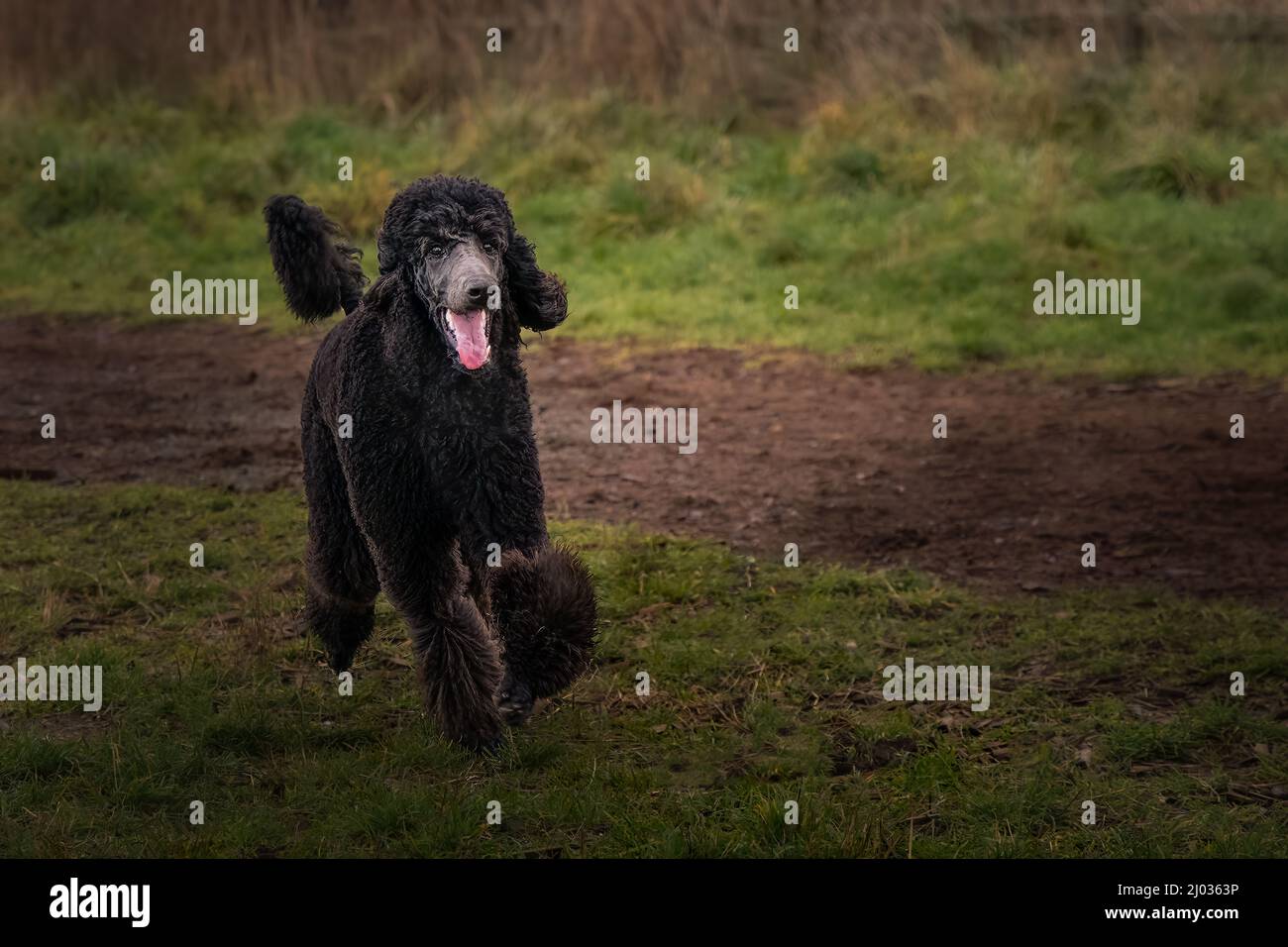 STANDARD POODLE RUNNING IN A OFF LEASH AREA Stock Photo Alamy