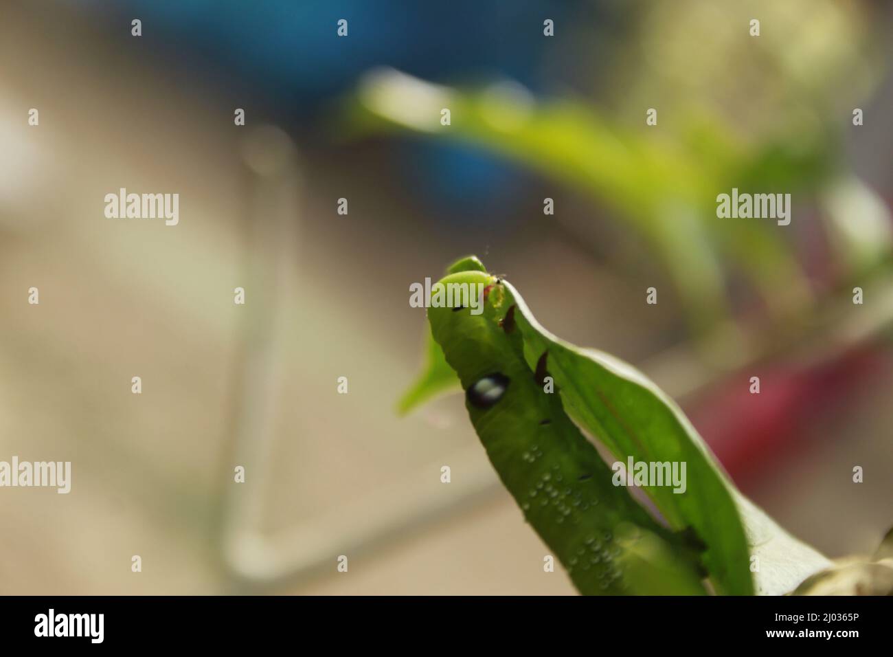 Caterpillars eat fresh leaves. Stock Photo