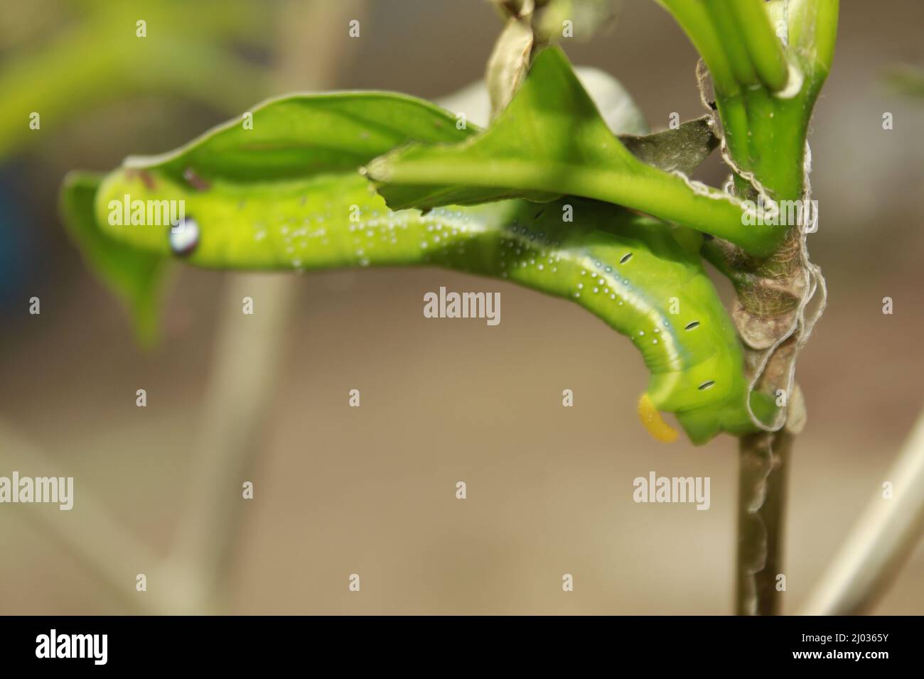 Caterpillars eat fresh leaves Stock Photo Alamy