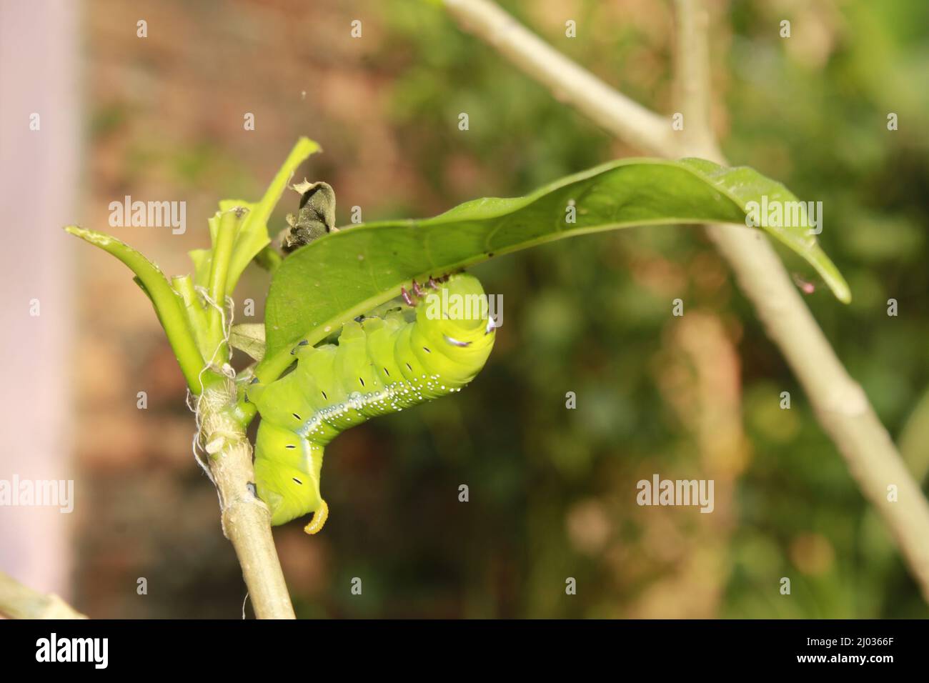 Caterpillars eat fresh leaves Stock Photo Alamy