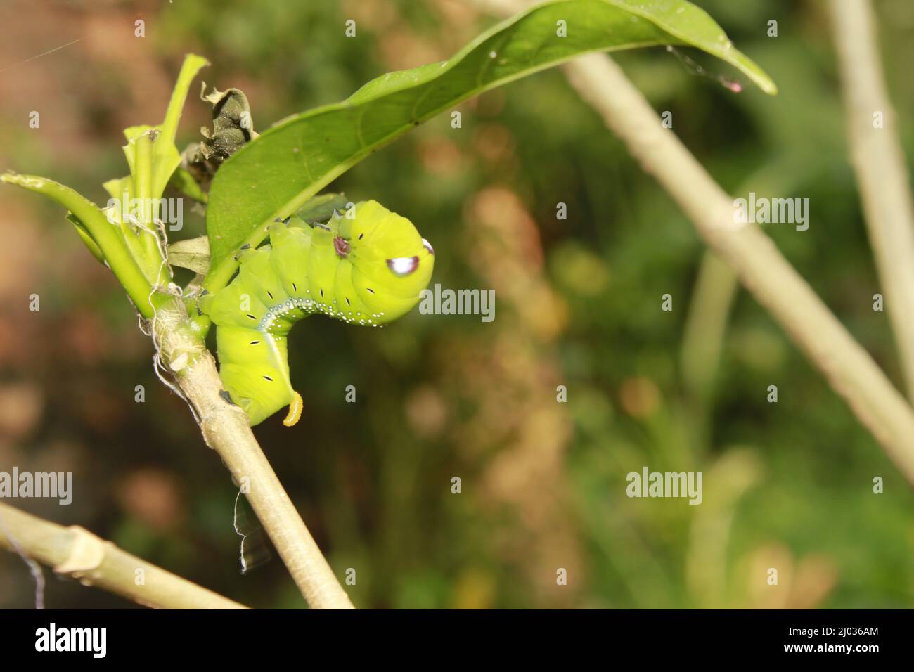 Caterpillars eat fresh leaves Stock Photo Alamy