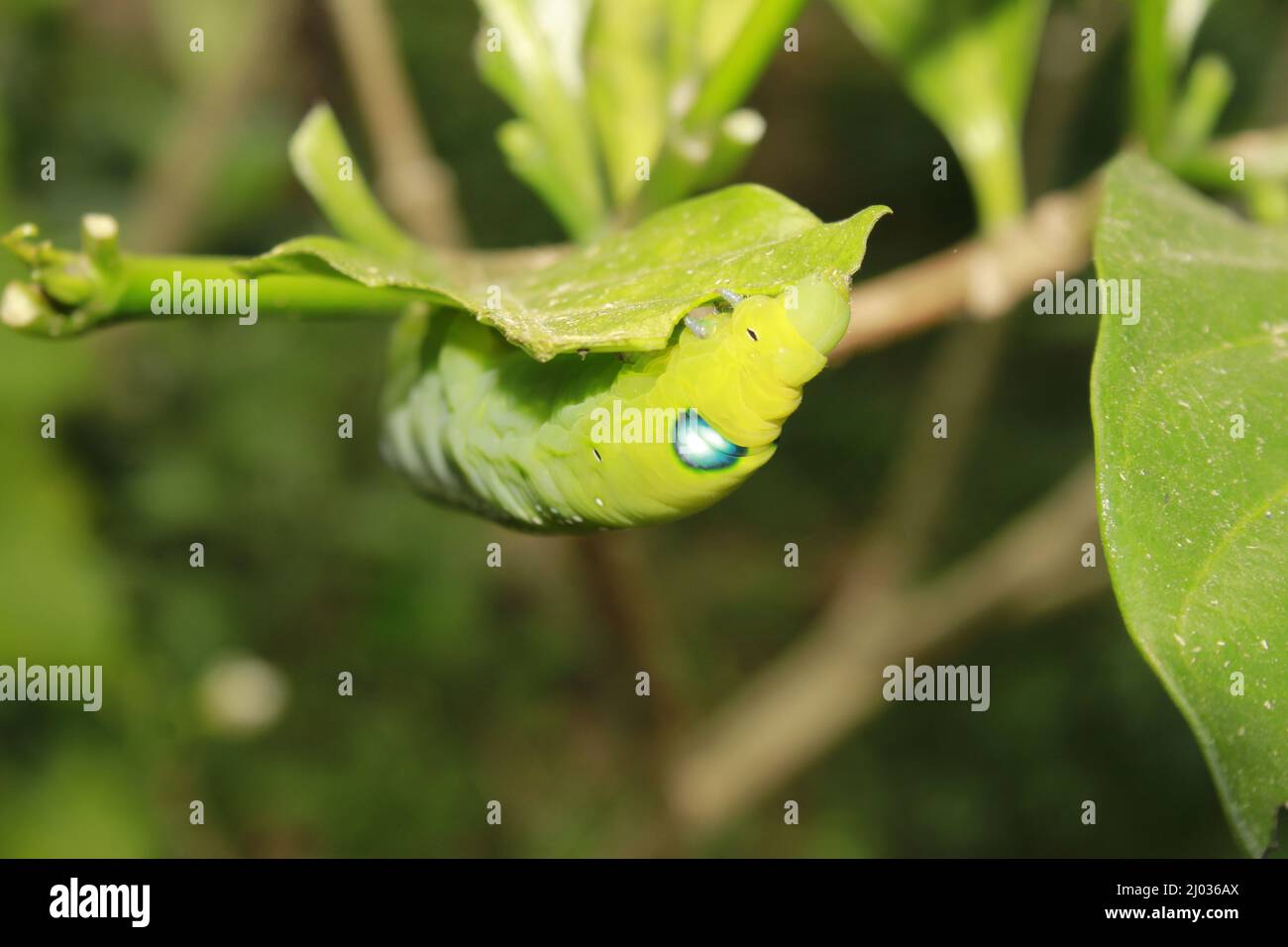 Caterpillars eat fresh leaves Stock Photo Alamy