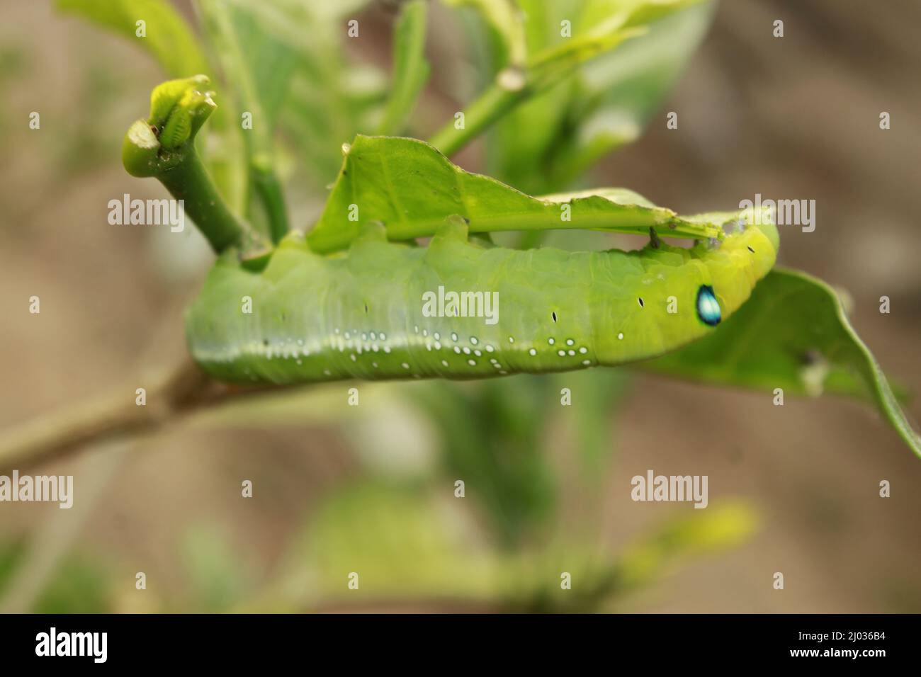 Baby caterpillars hi-res stock photography and images - Alamy