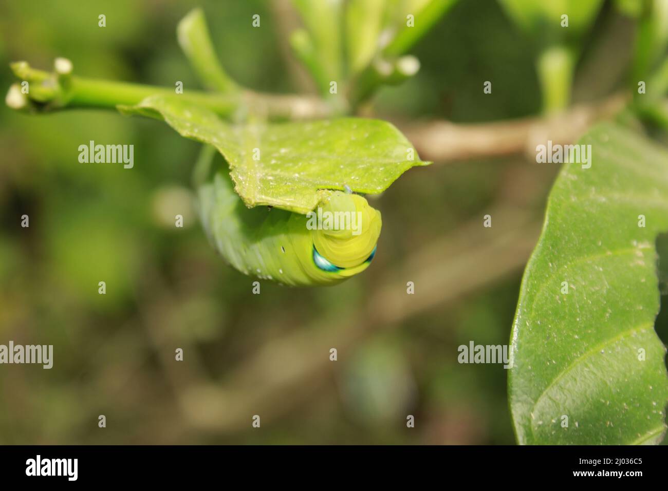 Caterpillars eat fresh leaves Stock Photo Alamy
