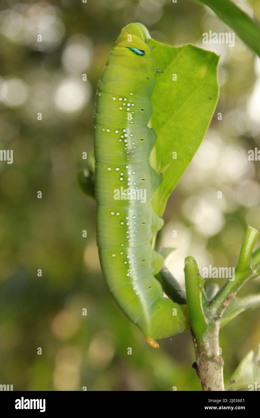 Caterpillars eat fresh leaves Stock Photo Alamy