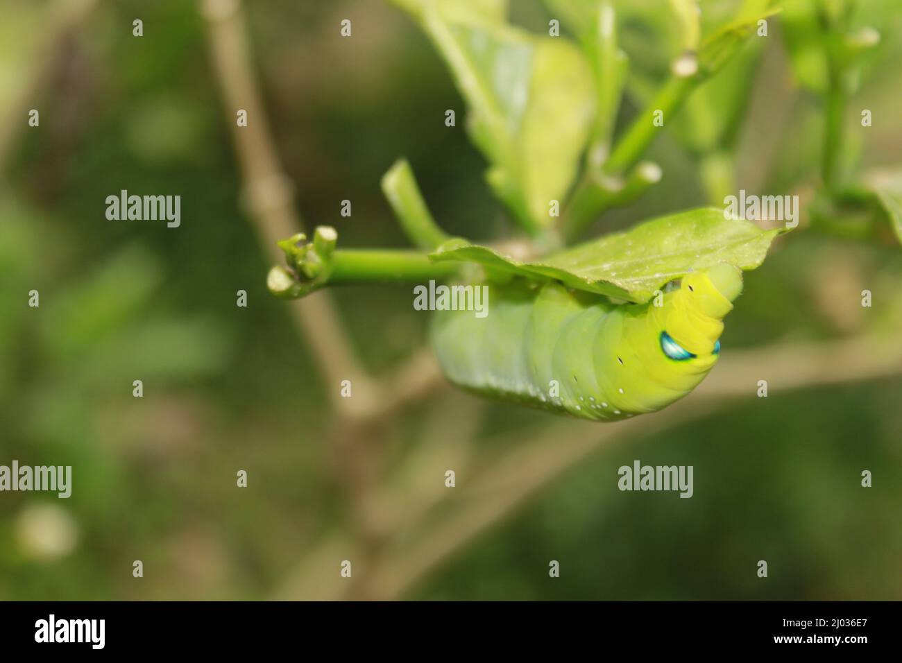 Caterpillars eat fresh leaves Stock Photo Alamy