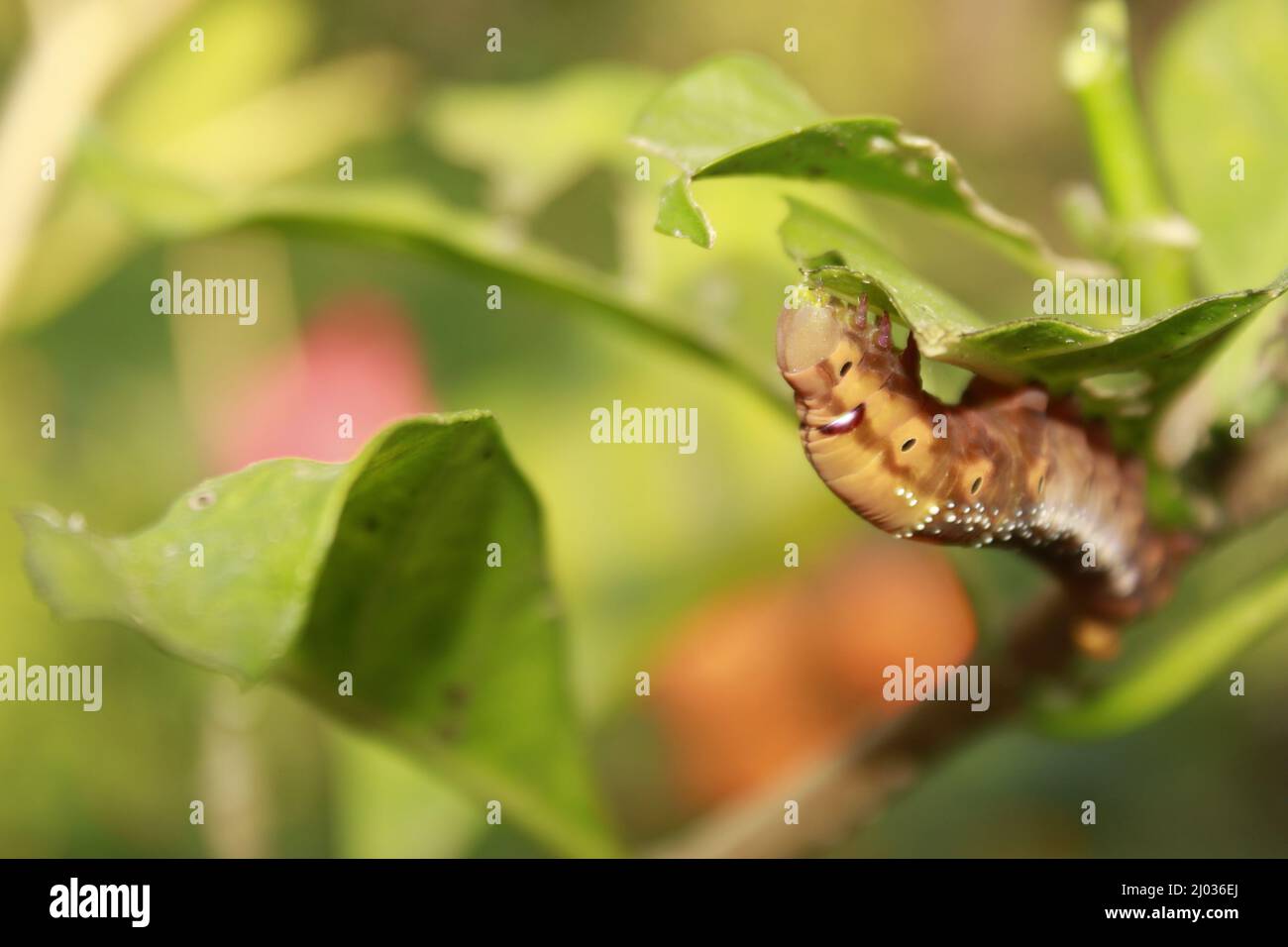 Caterpillars eat fresh leaves Stock Photo Alamy
