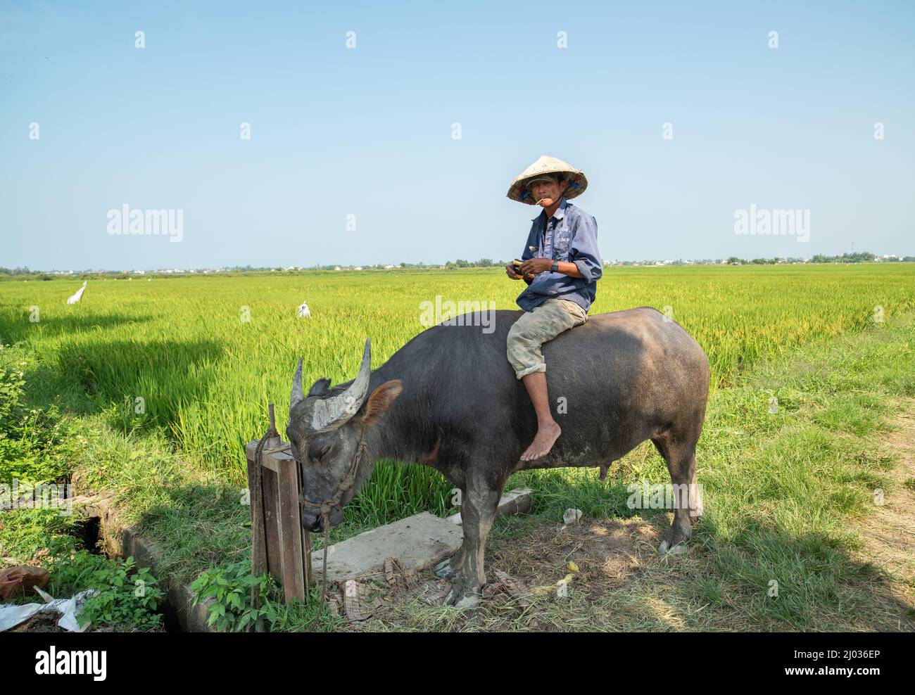 Hoi An town - Vietnam, April 18, 2017; Rice fields near Hoi An. A farmer who owns a buffalo. Rice field trip point with buffalo. Stock Photo