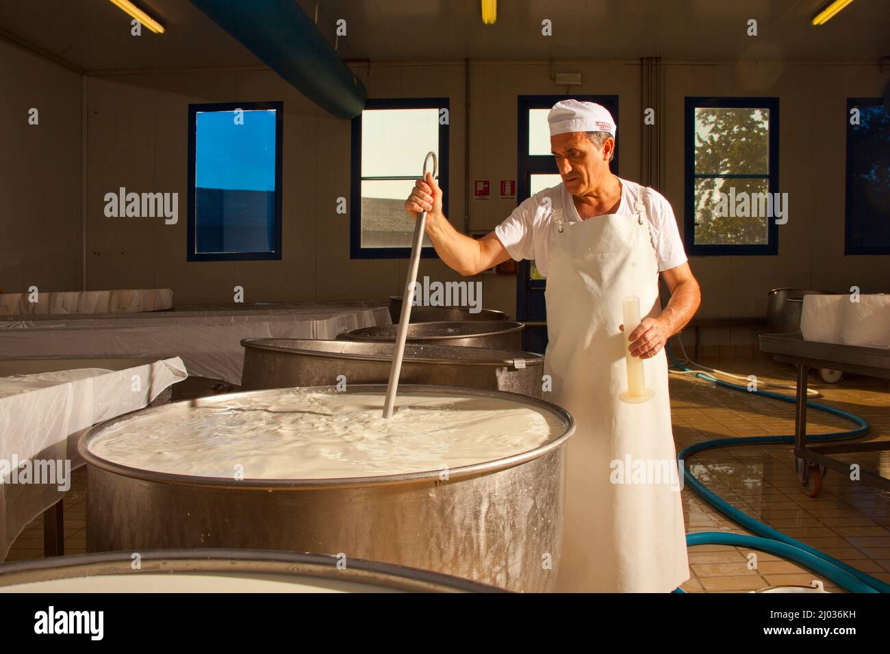 The production of gorgonzola cheese, Novara, Piedmont, Italy, Europe Stock Photo