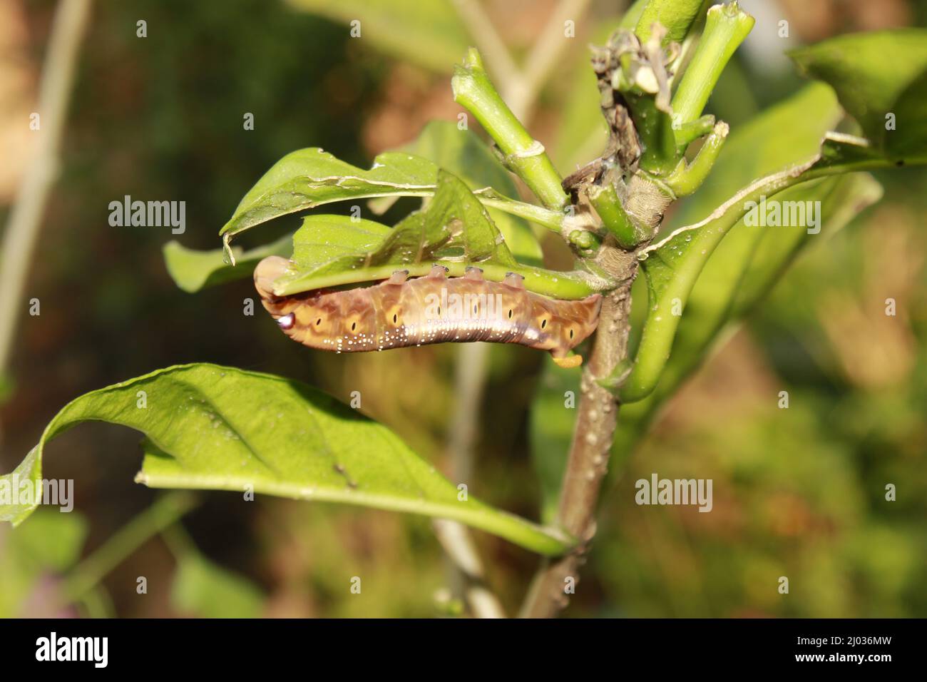 Caterpillars eat fresh leaves Stock Photo Alamy