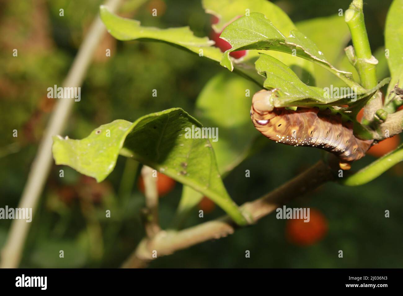 Caterpillars eat fresh leaves Stock Photo Alamy