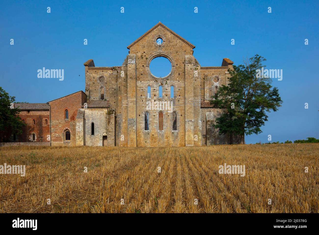 Abbey of San Galgano, Chiusdino, Siena, Tuscany, Italy, Europe Stock Photo