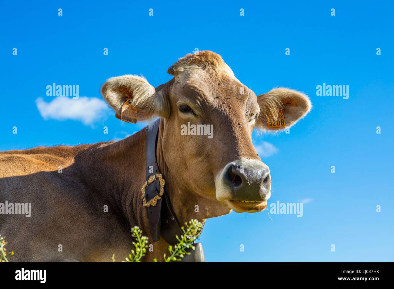 Portrait of a cow, Grande Est, Parco Naturale Veglia-Devero, Val d'Ossola, V.C.O. (Verbano-Cusio-Ossola), Piedmont, Italy, Europe Stock Photo